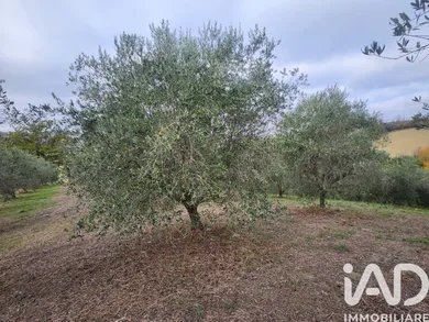 Land in Montegiorgio
