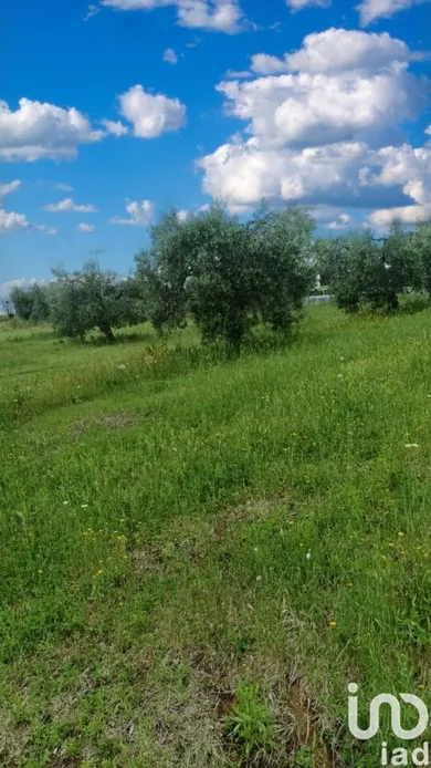 Land in Scansano