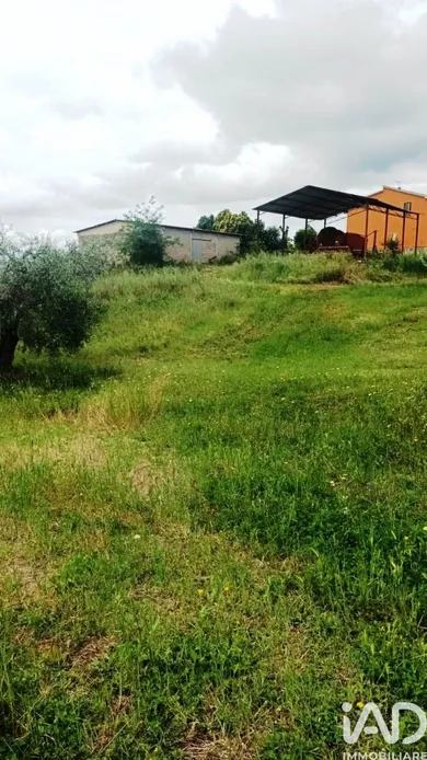 Terreno in Scansano