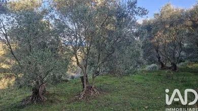 Terreno in Cipressa