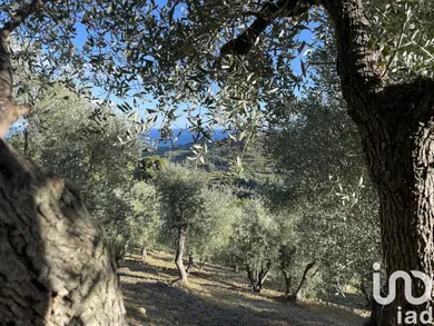 Terreno agricolo in Cipressa