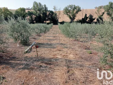Terreno agricolo in Monte Porzio