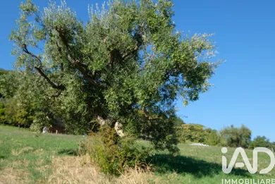 Terreno agricolo in Cupramontana
