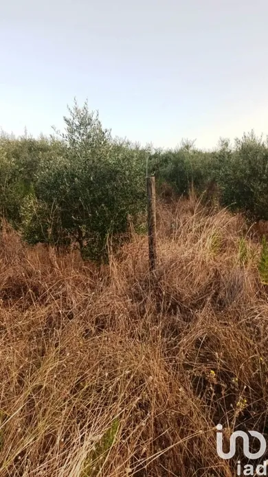 Land in Magliano in Toscana